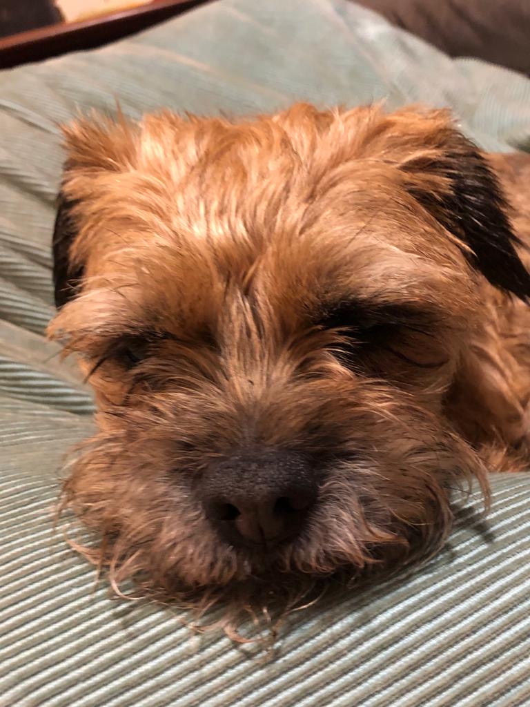 01fe4dd5-d39b-4ffc-95c0-1147f9489109 A photograph of a Border terrier lying on a beanbag