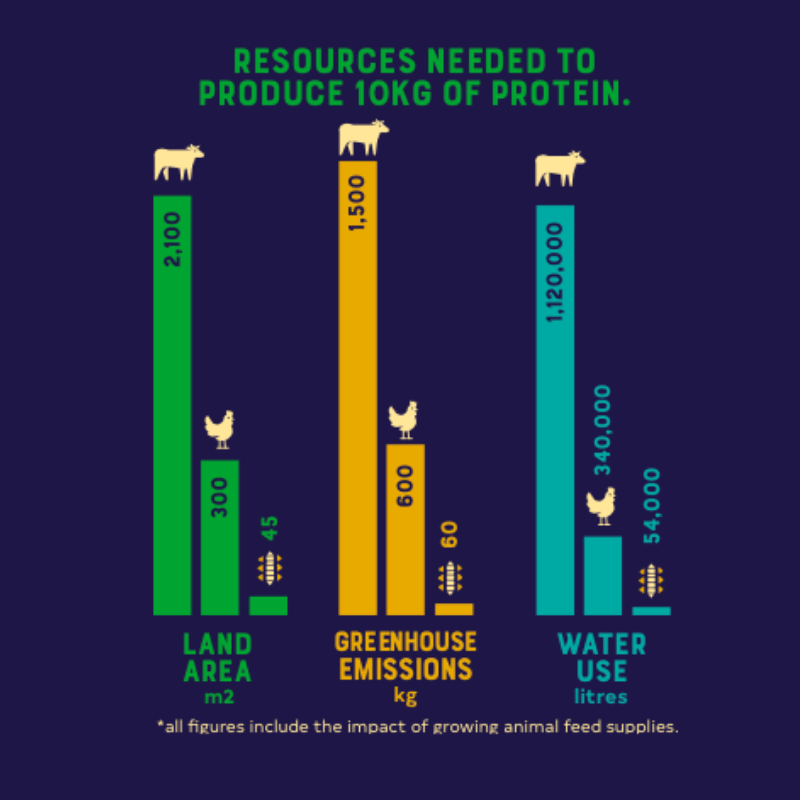 A bar chart showing the comparison of the resources needed to produce 10kg of protein. The bar chart compares beef, chicken and insects, looking at land area, greenhouse gas emissions, and water use. The chart shows beef using the most land and water, and having the highest greenhouse gas emissions. And insects as the lowest.  